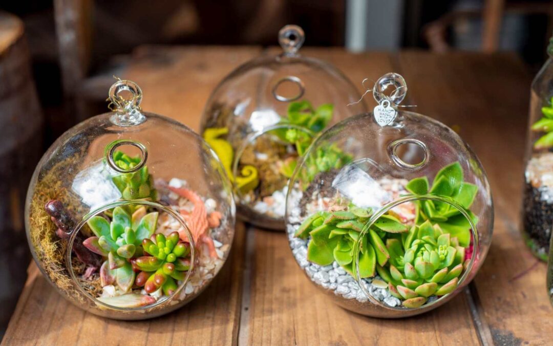 Which Terrarium Plants are Easy to Care For? What about Large Terrarium?  